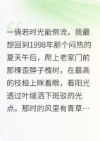 槐树下的旧时光——