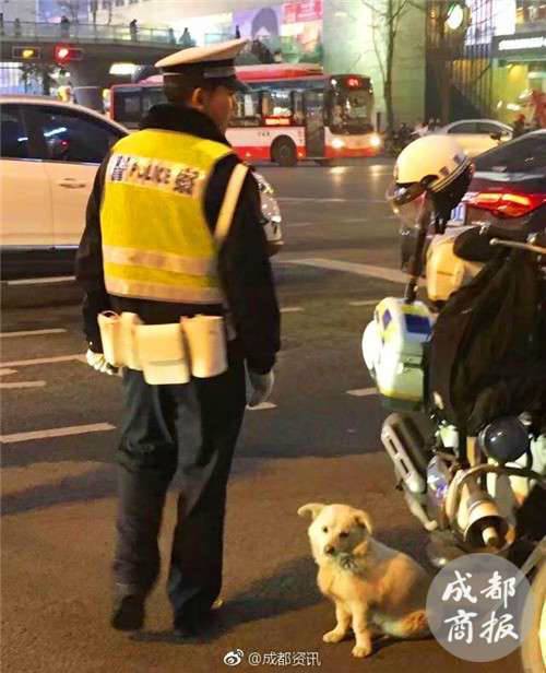 流浪小狗求助辅警 网友:被交警小哥的背影暖哭了!