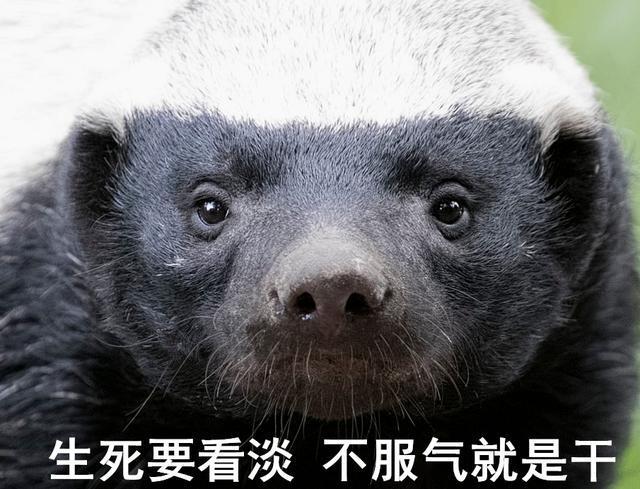 阿里平头哥落户上海怎么回事 阿里平头哥是什么梗?