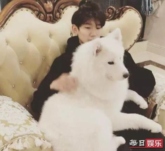张艺兴倒立训狗是什么梗 盘点娱乐圈中那些爱养狗的明星