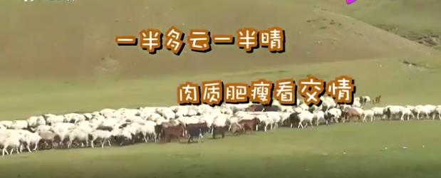蒙古国牧场实拍捐赠给中国的羊 蒙古国和中国什么关系?