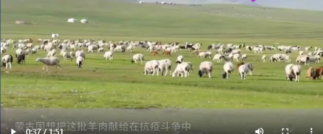 蒙古国牧场实拍捐赠给中国的羊 蒙古国和中国什么关系?